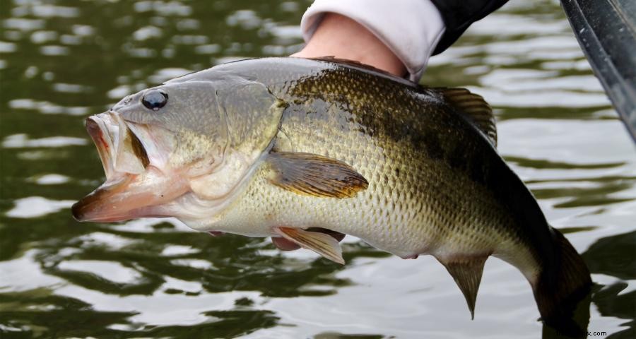 Top Minnesota Bass Fishing Destinations: Lakes & Rivers for Largemouth & Smallmouth