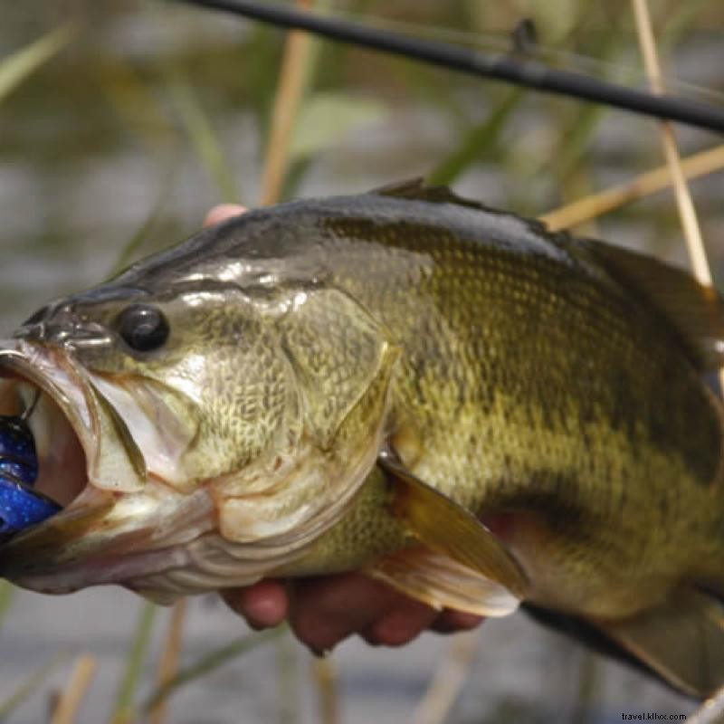 Top Minnesota Bass Fishing Destinations: Lakes & Rivers for Largemouth & Smallmouth