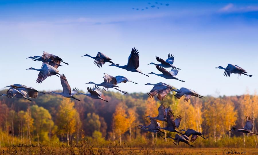 Discover the Stunning Fall Migration on Minnesota s Pine to Prairie Birding Trail