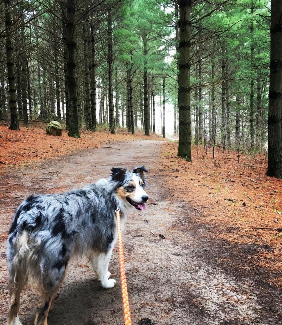 Explore Minnesota with Your Dog: 6 Top Hikes and Dog‑Friendly Breweries