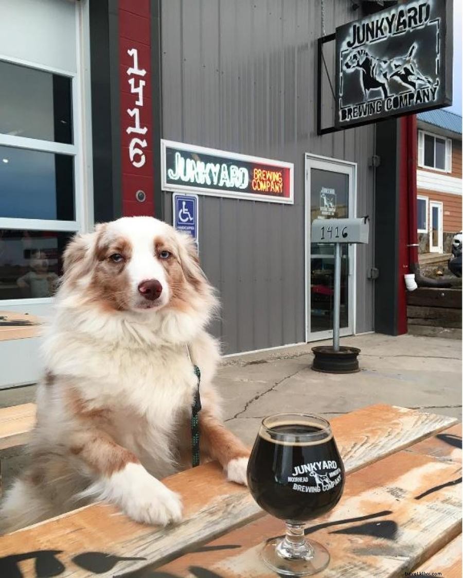 Explore Minnesota with Your Dog: 6 Top Hikes and Dog‑Friendly Breweries