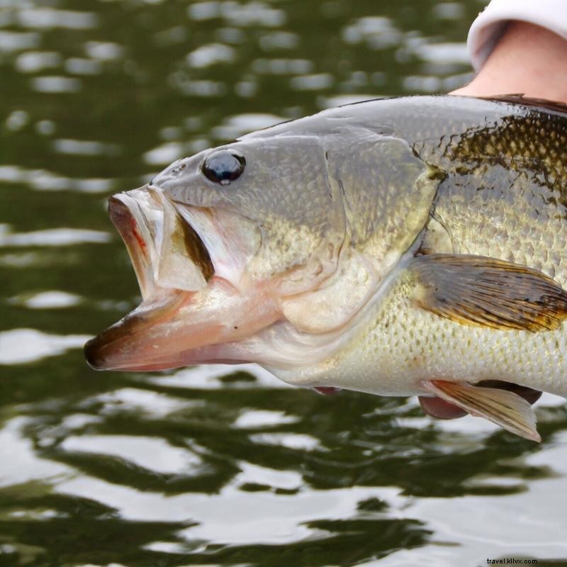 Catch Trophy‑Sized Fish This Fall: A Guide for Minnesota Anglers