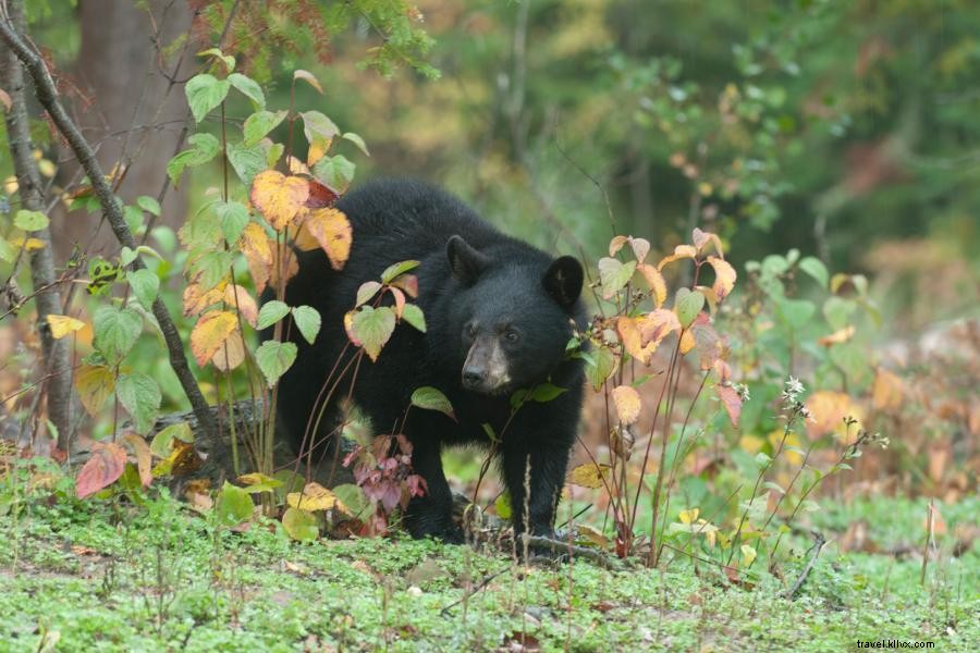 Explore Wolves & Bears at Ely’s Top Wildlife Centers