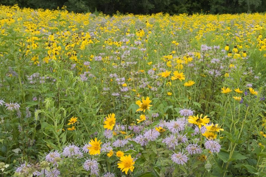 Explore Dakota War History Along the Minnesota River Valley