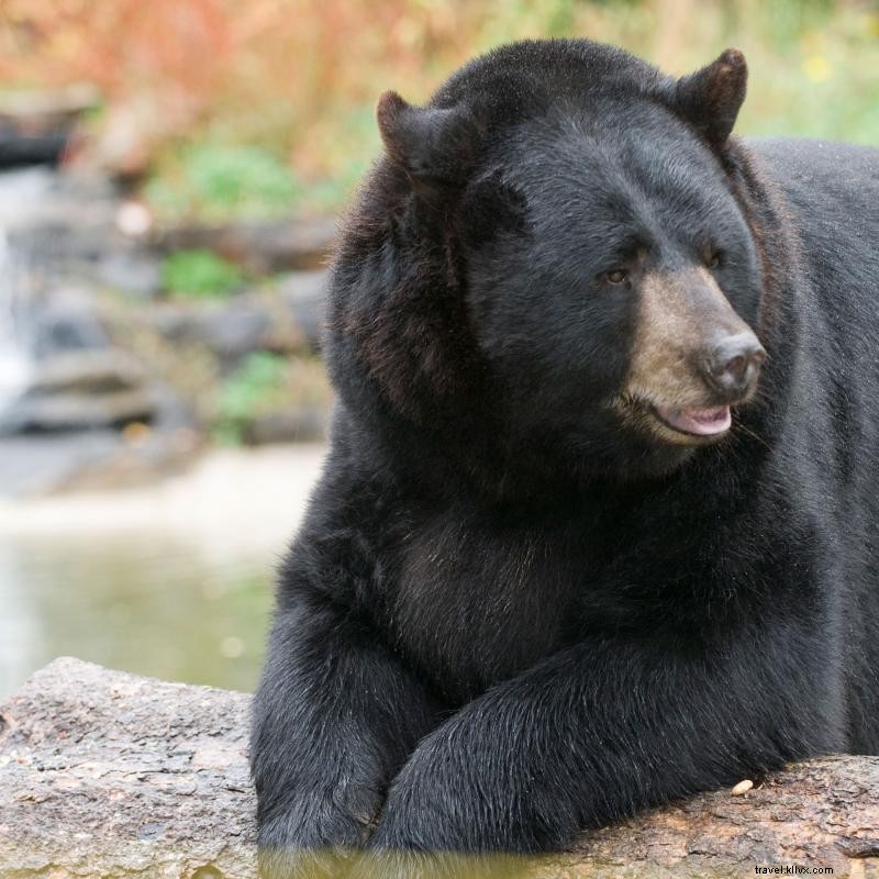 Top Family Destinations: Minnesota’s Best Kid-Friendly Attractions