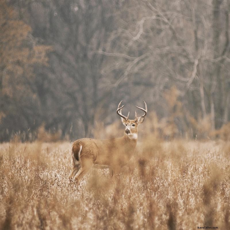 Top Hunting Spots for Deer in Minnesota: A Guide for Ethical and Successful Hunts