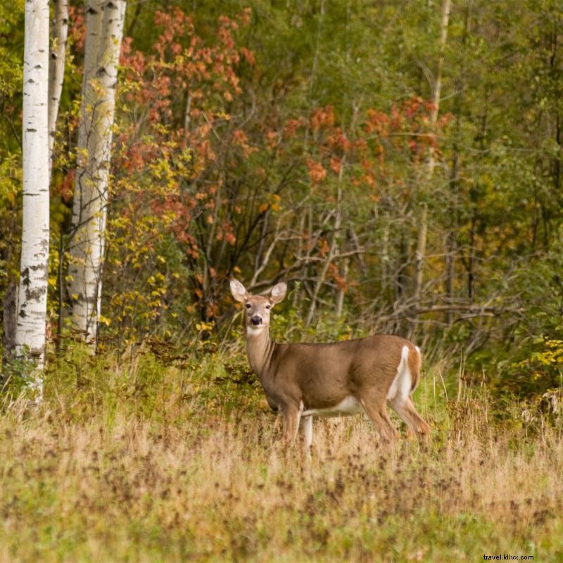 Top Hunting Spots for Deer in Minnesota: A Guide for Ethical and Successful Hunts