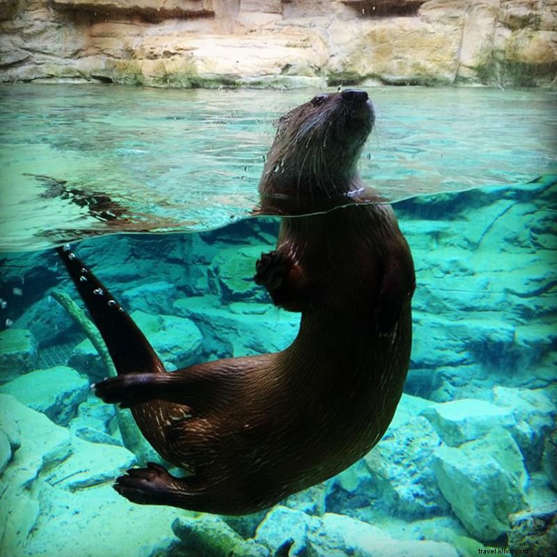 Discover 5,000 Animals at Minnesota Zoo – 40 Years of Wildlife Wonders