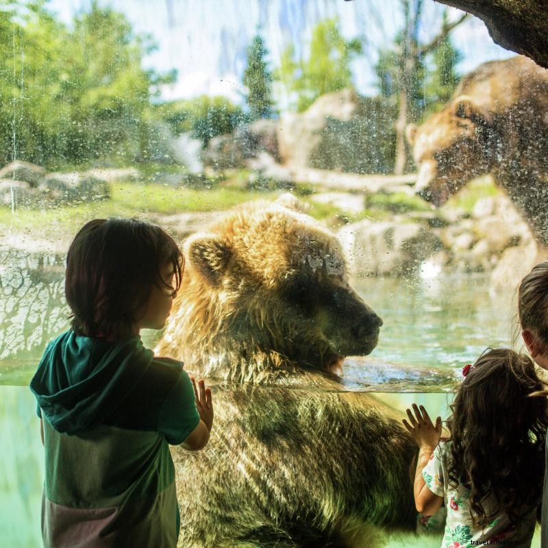 Discover 5,000 Animals at Minnesota Zoo – 40 Years of Wildlife Wonders