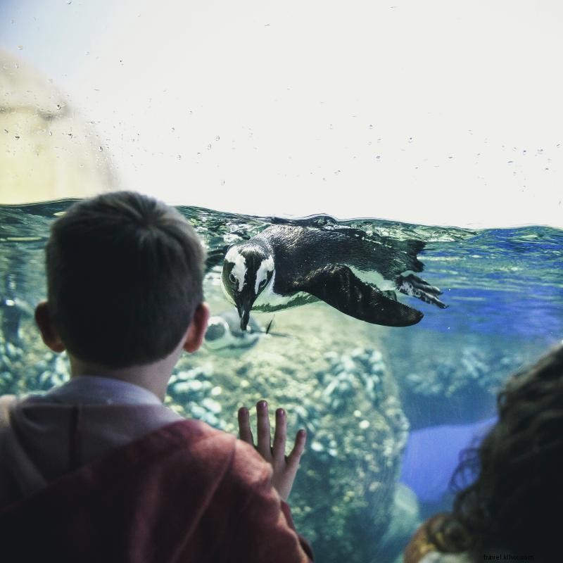 Discover 5,000 Animals at Minnesota Zoo – 40 Years of Wildlife Wonders