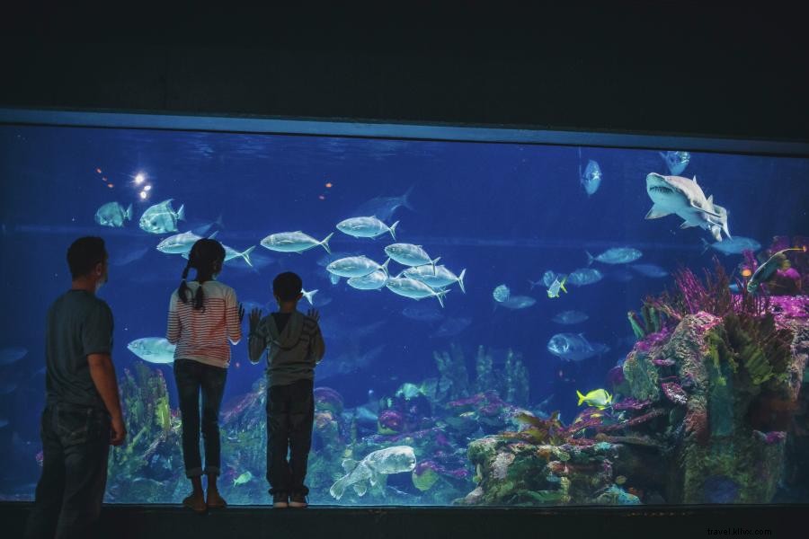 Discover 5,000 Animals at Minnesota Zoo – 40 Years of Wildlife Wonders