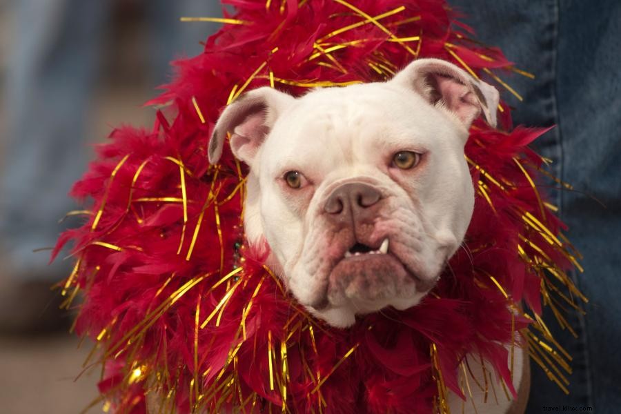 Celebrate Winter in Minnesota: 7 Festive Events to Warm Your Spirit