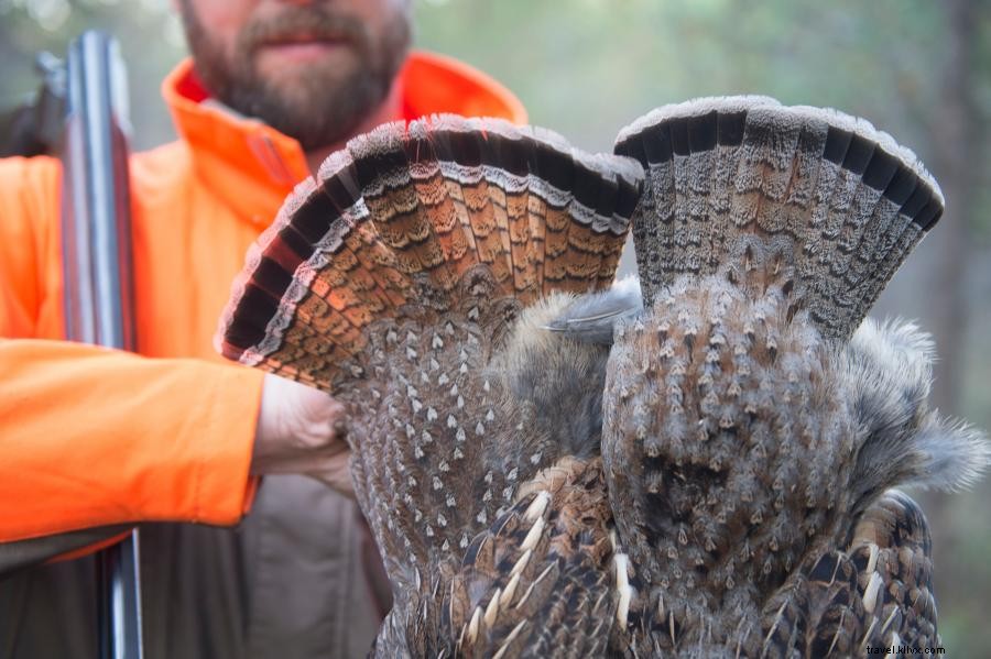 Explore Minnesota’s Premier Upland Bird Hunting: Grouse, Pheasant & More