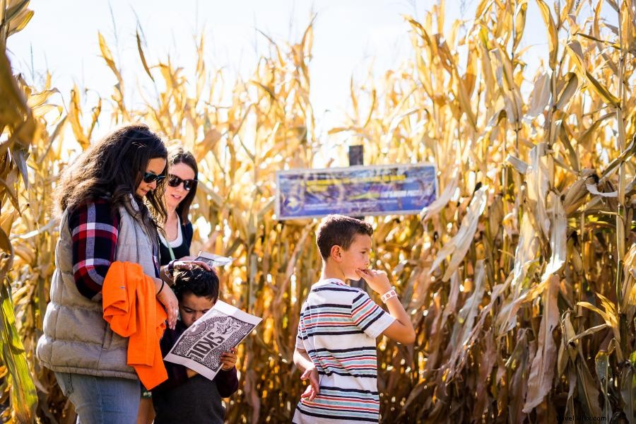 Explore Minnesota’s Stunning Corn Mazes: A Seasonal Tradition of Fun and Design