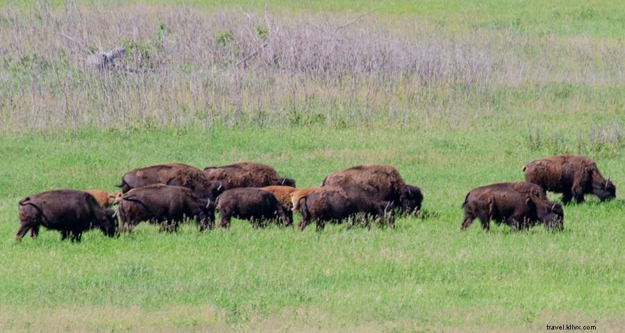 Minnesota Bison Hotspots: Top Parks & Zoo for Rare Herds