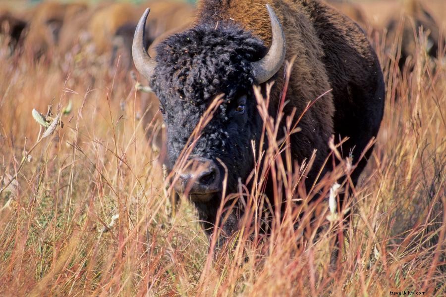Minnesota Bison Hotspots: Top Parks & Zoo for Rare Herds