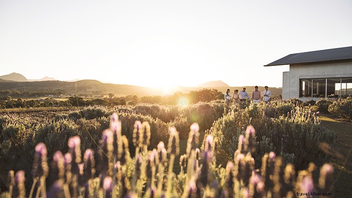 Explore Scenic Rim’s Premier Wineries, Breweries & Distilleries