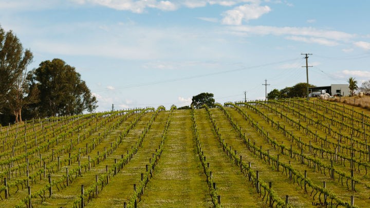 Explore Brisbane s Premier Wineries for a Premium Wine Experience