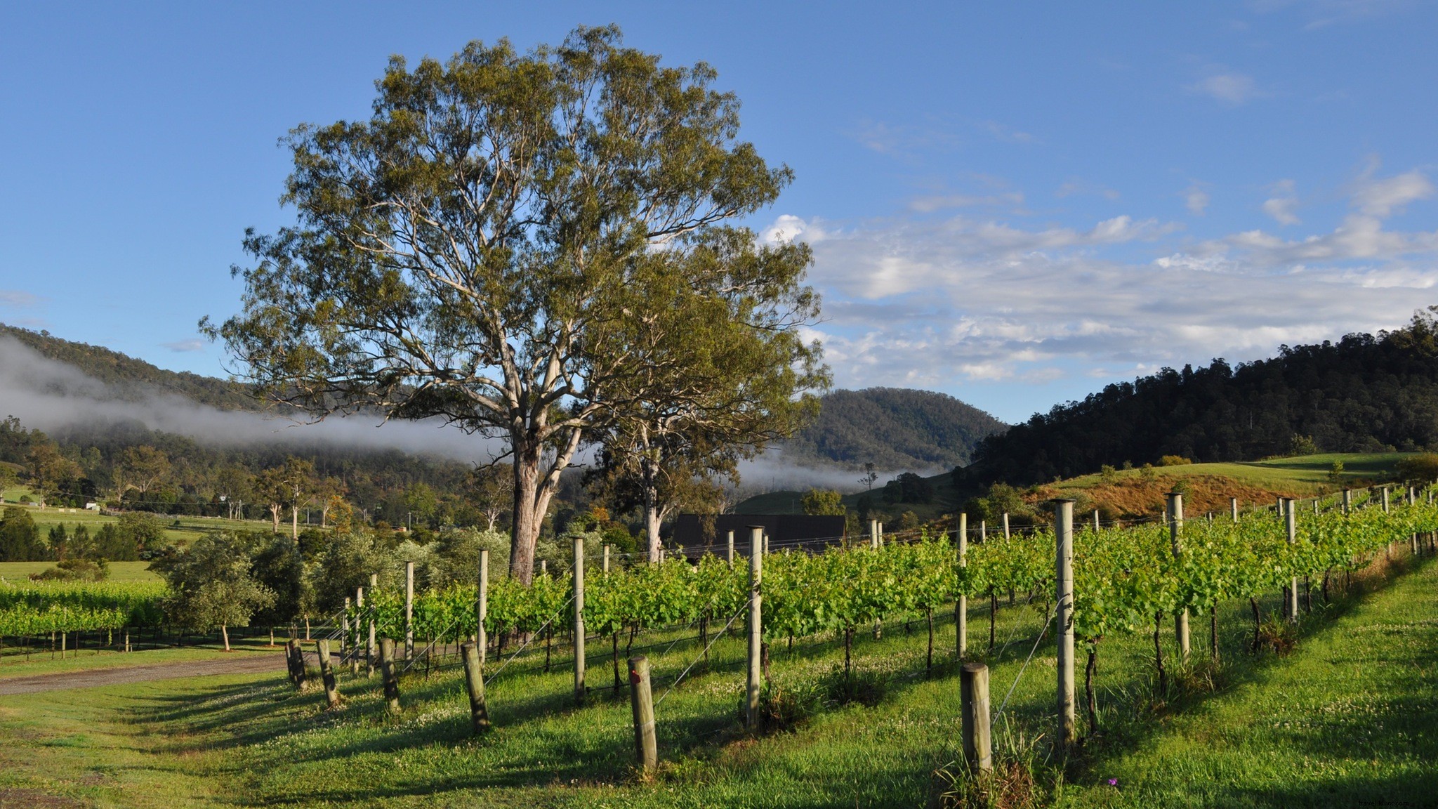 Explore Brisbane s Premier Wineries for a Premium Wine Experience