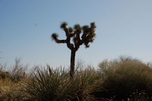 Discover the Ultimate Palm Desert Weekend Getaway