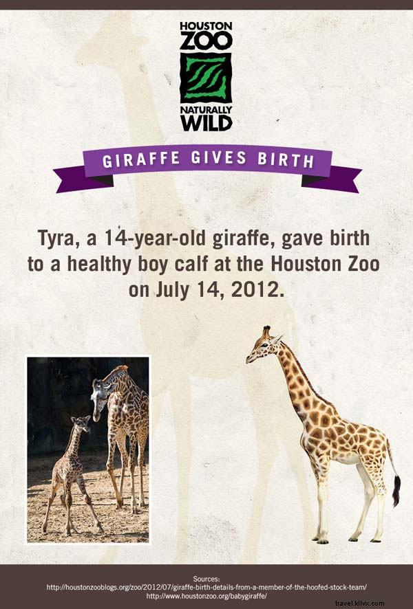 Meet the Adorable Newborn Stars of American Zoos