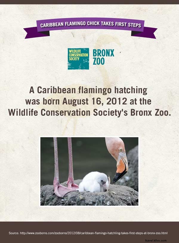 Meet the Adorable Newborn Stars of American Zoos