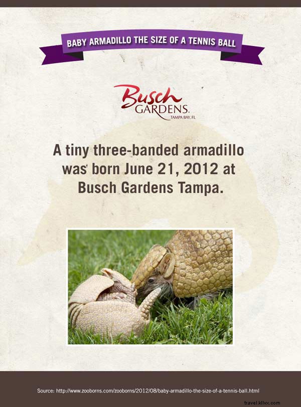 Meet the Adorable Newborn Stars of American Zoos