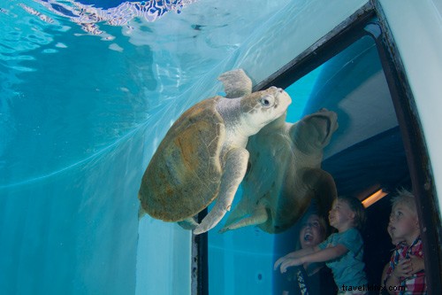 Dolphin Tale 2 Highlights Clearwater Marine Aquarium s Conservation Efforts