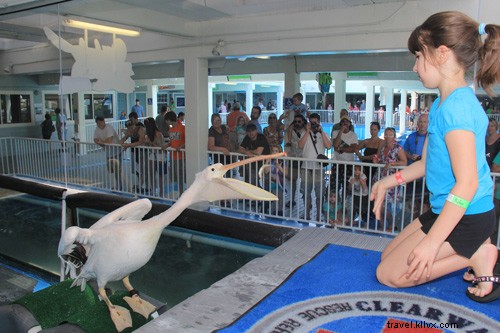 Dolphin Tale 2 Highlights Clearwater Marine Aquarium s Conservation Efforts