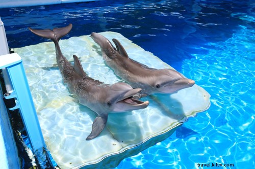 Dolphin Tale 2 Highlights Clearwater Marine Aquarium s Conservation Efforts