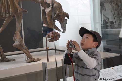 Explore AMNH: Insider Tips & Must-See Highlights