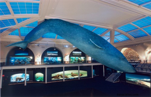 Explore AMNH: Insider Tips & Must-See Highlights