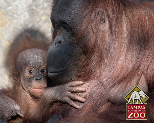 Spring Celebrations: New Wildlife Arrivals at CityPASS Zoos