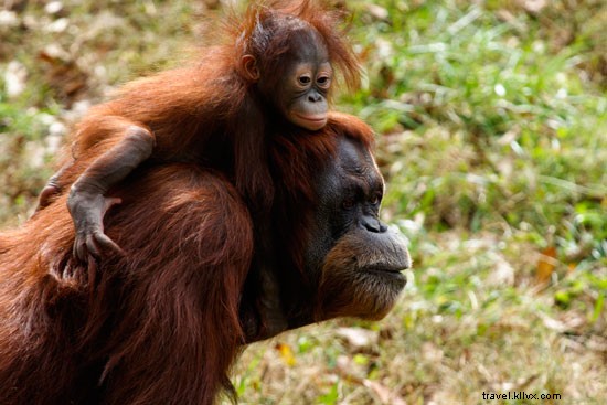 Spring Celebrations: New Wildlife Arrivals at CityPASS Zoos