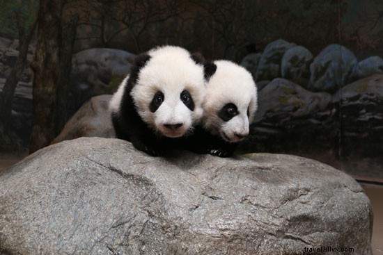 Spring Celebrations: New Wildlife Arrivals at CityPASS Zoos