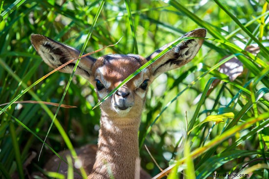 Spring Celebrations: New Wildlife Arrivals at CityPASS Zoos