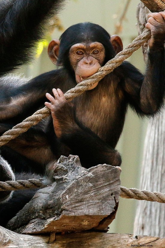 Spring Celebrations: New Wildlife Arrivals at CityPASS Zoos