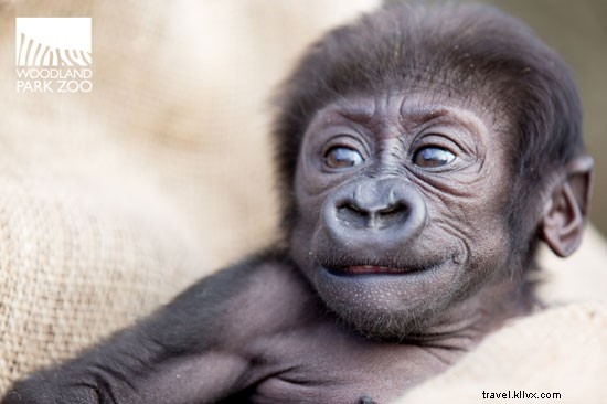 Spring Celebrations: New Wildlife Arrivals at CityPASS Zoos