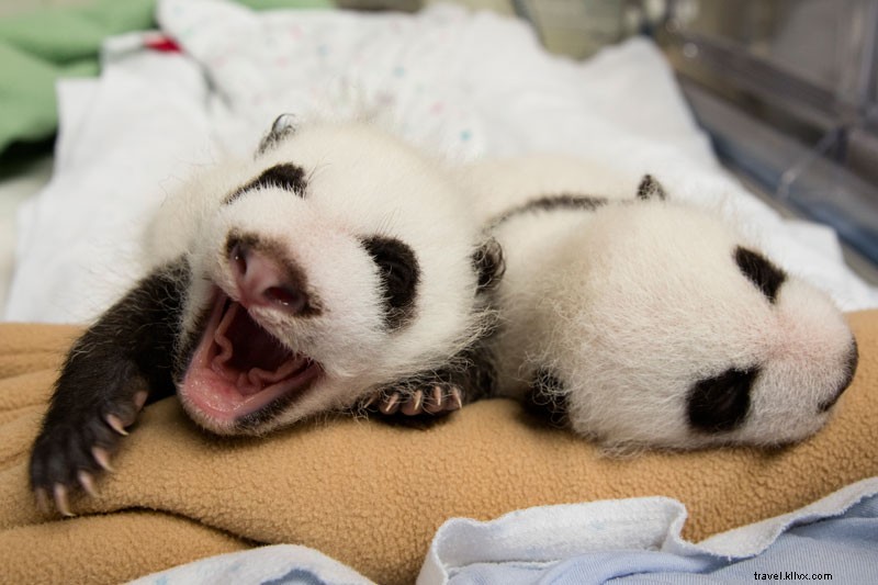 Nurturing Panda Twins at Zoo Atlanta