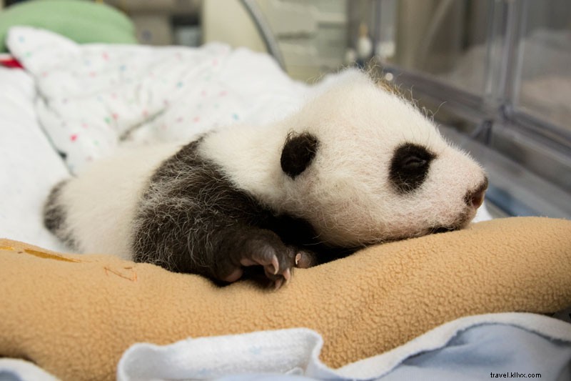 Nurturing Panda Twins at Zoo Atlanta