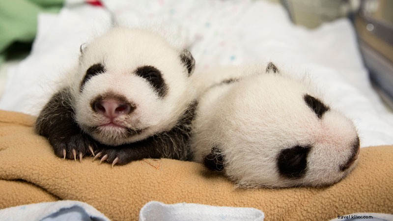 Nurturing Panda Twins at Zoo Atlanta