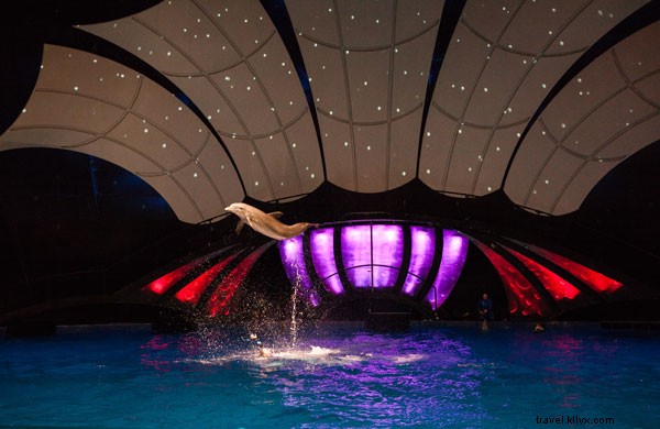 Inside a Georgia Aquarium Dolphin Trainer s World