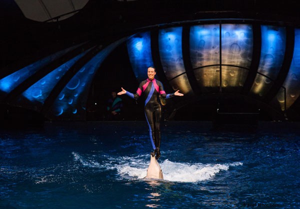 Inside a Georgia Aquarium Dolphin Trainer s World