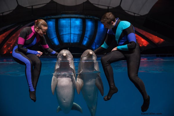 Inside a Georgia Aquarium Dolphin Trainer s World