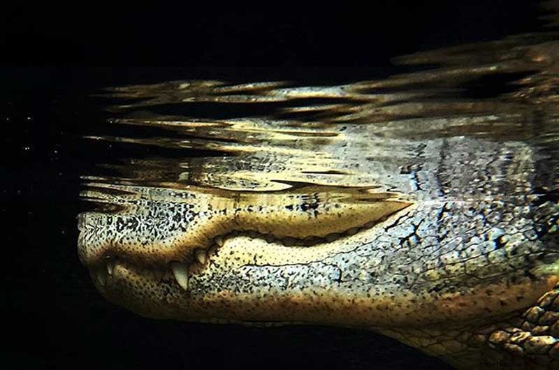 Explore City Highlights While Catching College Football Bowl Games