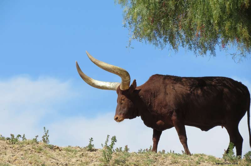 Explore City Highlights While Catching College Football Bowl Games