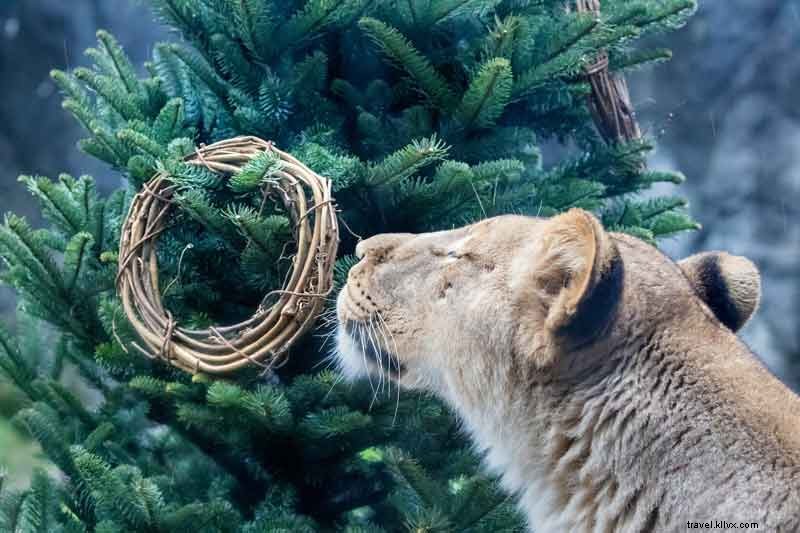 CityPASS Guide: Top Holiday Events & Experiences