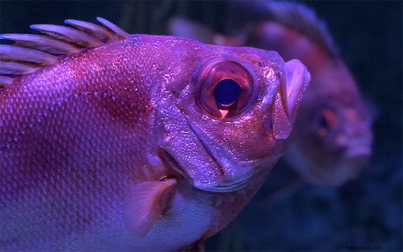 Discover Denver’s Top Museums and Attractions with the CityPASS