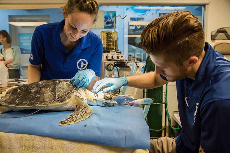 Clearwater Marine Aquarium Prioritizes Marine Rescue and Rehabilitation Efforts