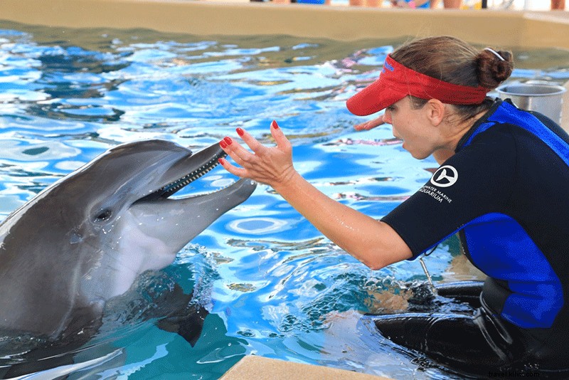 Clearwater Marine Aquarium Prioritizes Marine Rescue and Rehabilitation Efforts